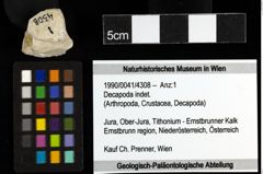 Foto (Objekt + Etiketten) von Decapoda indet. 
